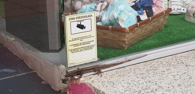 El lagarto apareció en el escaparate de una tienda de moda en Rui Pérez./